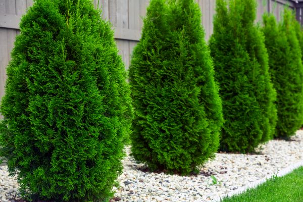 Arborvitae Planting in Greenville