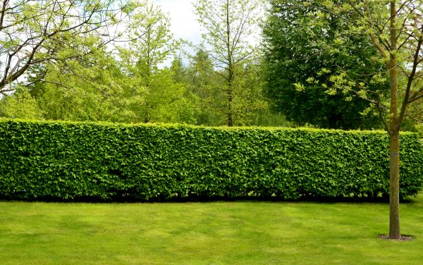 Hedge Planting in Greenville