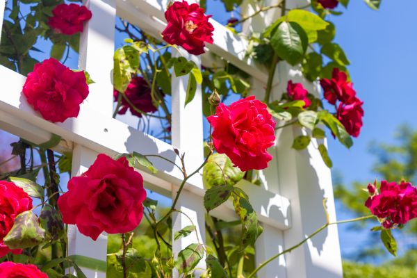 Home Gardening Service in Greenville