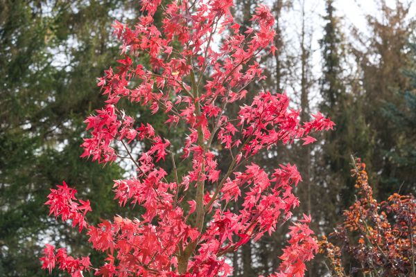 Japanese Maple Planting in Greenville
