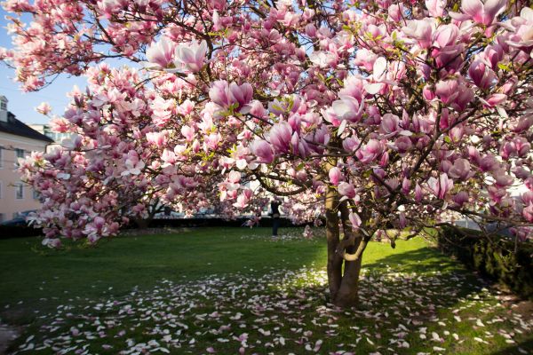 Magnolia Tree Planting in Greenville