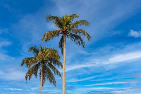 Palm Tree Planting in Greenville