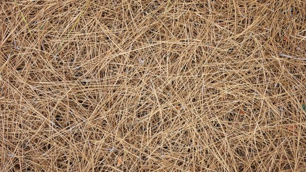 Pine Needles Delivery in Greenville