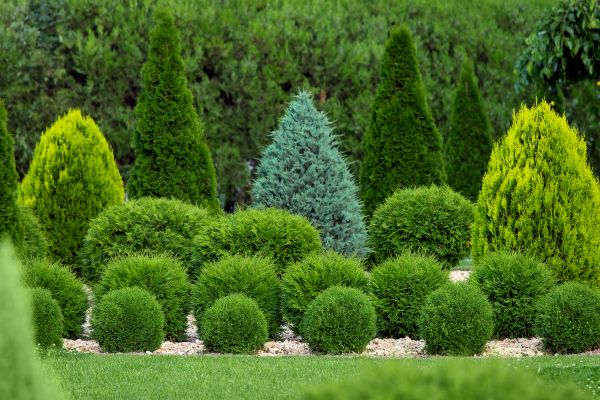 Shrub Replacement in Greenville