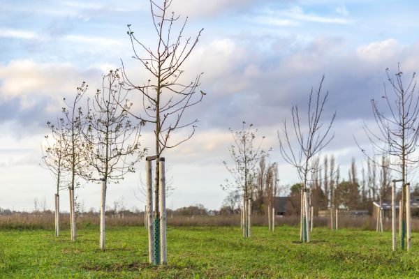 Tree Installation Service in Greenville