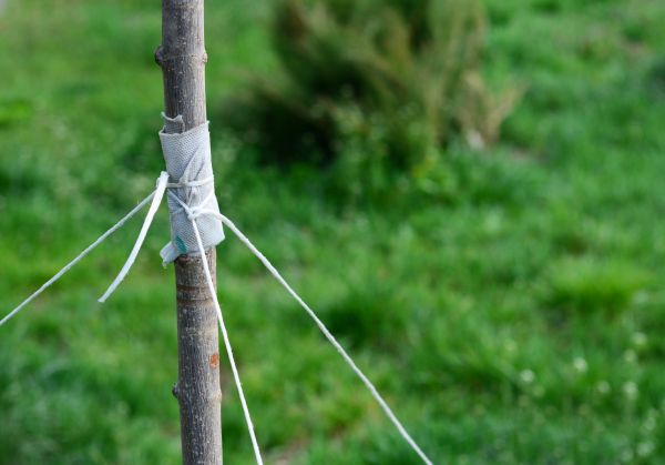 Tree Staking Service in Greenville