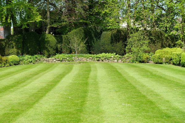 Lawn Renovation in Greenville