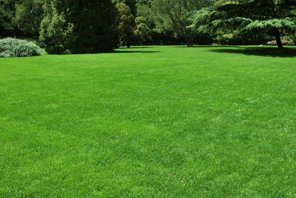 Lawn Landscaping in Greenville