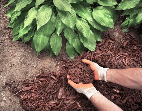 Shredded Mulch Service in Greenville