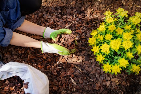 Pine Bark Mulch Installation in Greenville