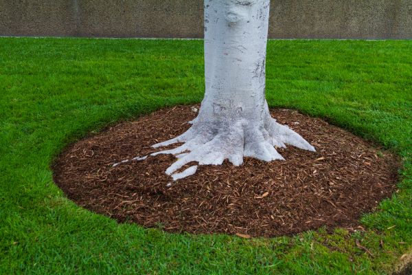 Brown Mulch Installation in Greenville