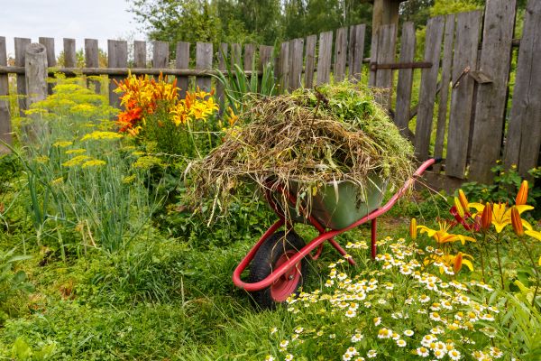 Garden Cleanup Service in Greenville