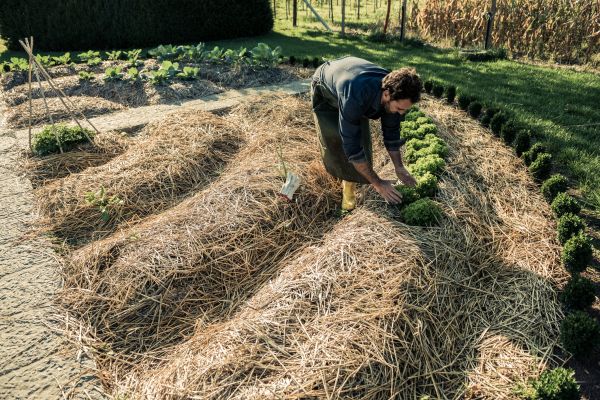 Straw Mulching Service in Greenville