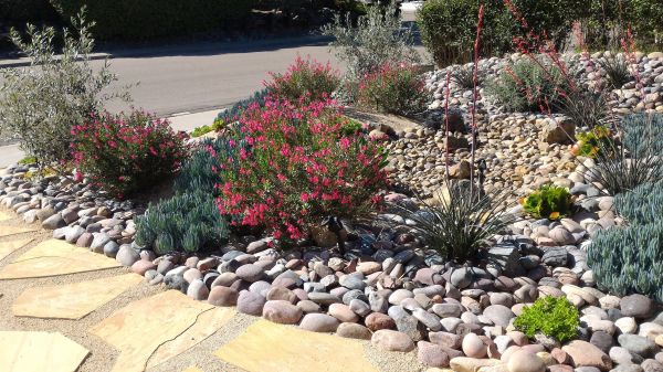 Xeriscape Landscaping in Greenville