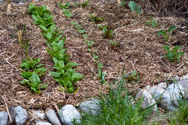 Mulch Service in Greenville