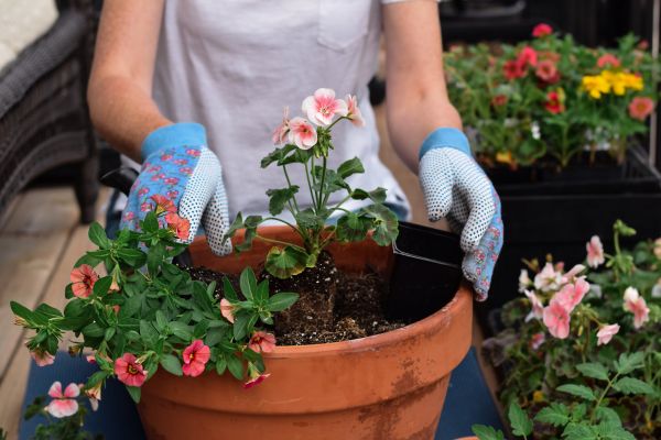 Plant Care Service in Greenville