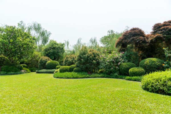 Tree Landscaping in Greenville