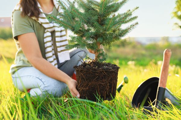 Spruce Tree Planting in Greenville
