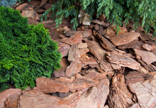 Pine Bark Installation in Greenville