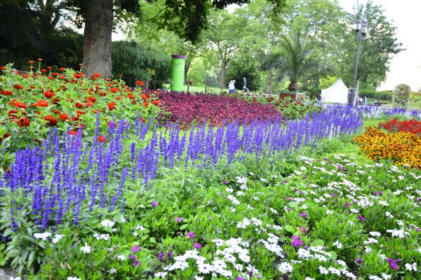 Perennials Planting in Greenville