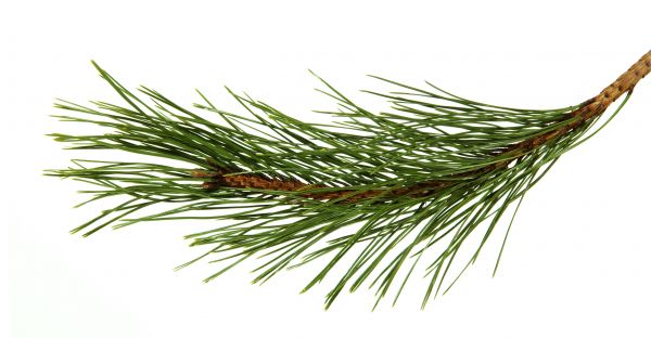 Pine Needles Installation in Greenville
