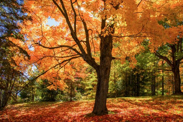 Maple Tree Planting in Greenville