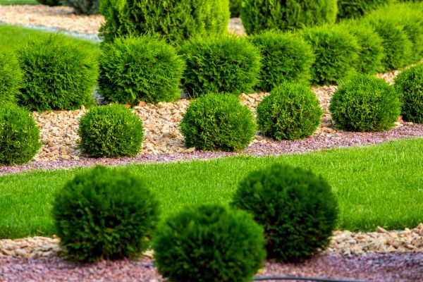 Bush Installation in Greenville