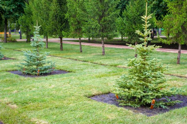 Privacy Trees Planting in Greenville