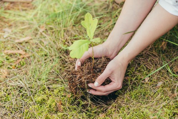 Oak Tree Planting in Greenville