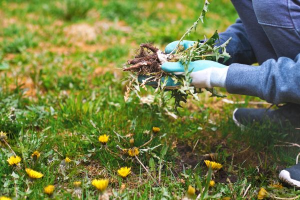 Flower Bed Clearing in Greenville