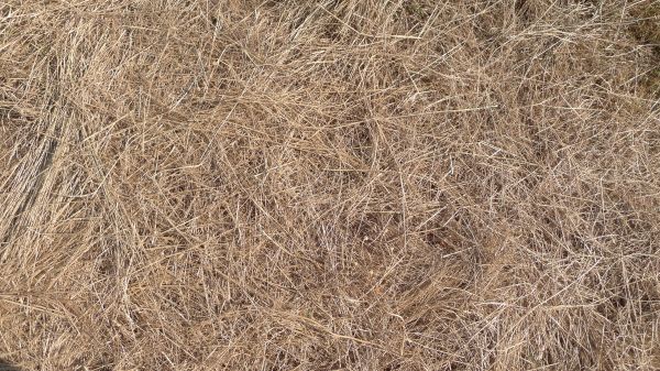 Pine Straw Replacement in Greenville