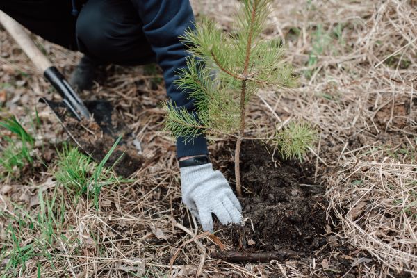 Pine Tree Planting in Greenville