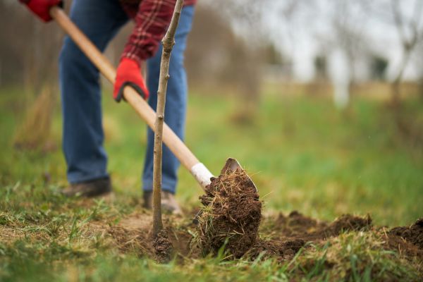 Trees Planting in Greenville