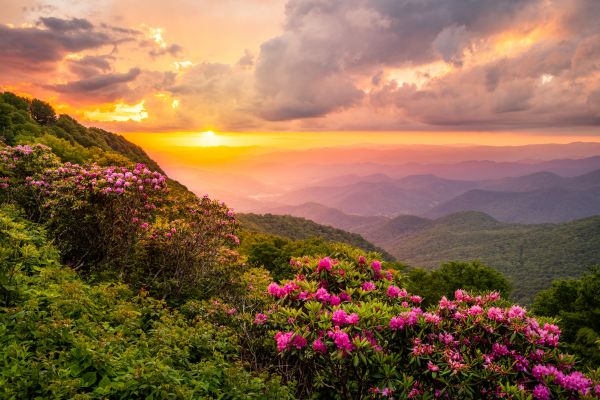 Hill Landscaping in Greenville