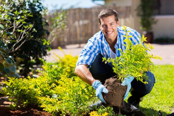 Shrub Landscaping in Greenville