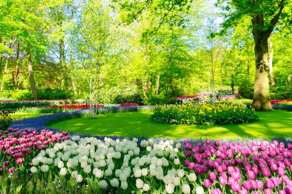 Flower Landscaping in Greenville