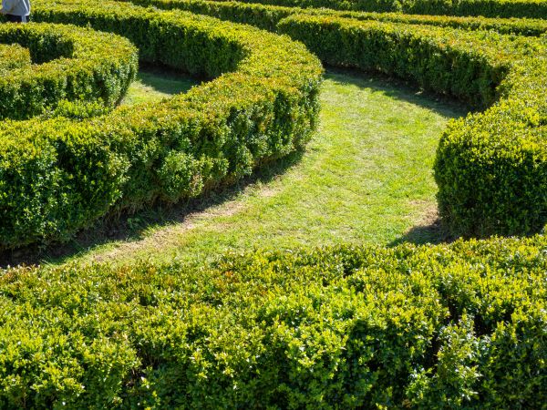 Bush Landscaping in Greenville