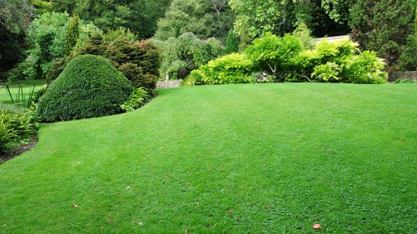 Commercial Landscape Design in Greenville