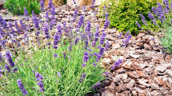 Pine Bark Landscaping in Greenville