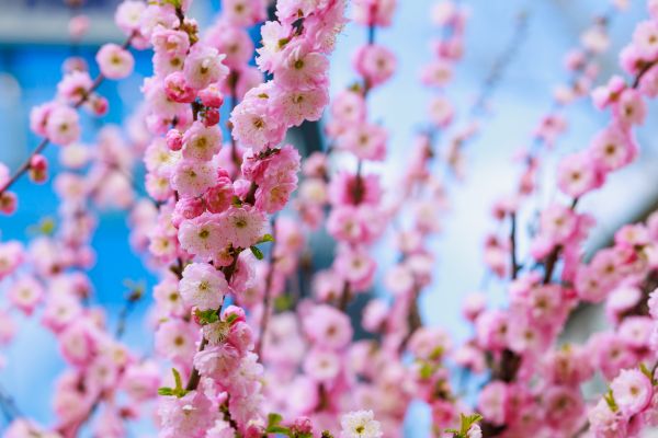 Japanese Cherry Tree Planting in Greenville