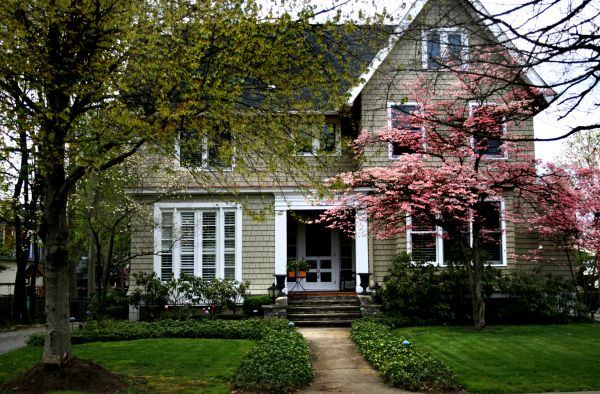 Ornamental Tree Planting in Greenville