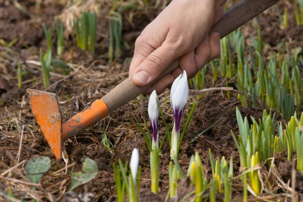Flower Garden Weeding in Greenville