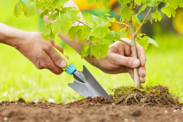 Fruit Tree Planting in Greenville