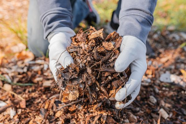 Shredded Mulch Installation in Greenville