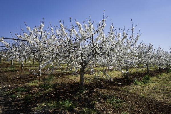 Orchard Planting in Greenville