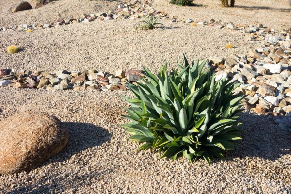 Xeriscaping Service in Greenville