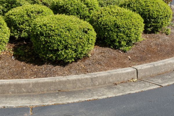 Pine Mulch Installation in Greenville