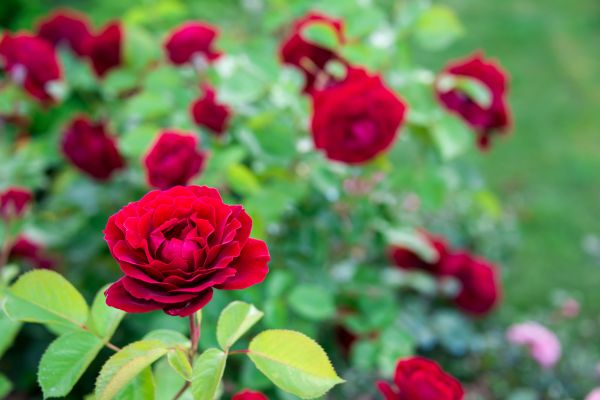Rose Planting in Greenville
