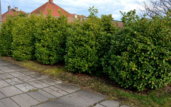Privacy Shrub Installation in Greenville
