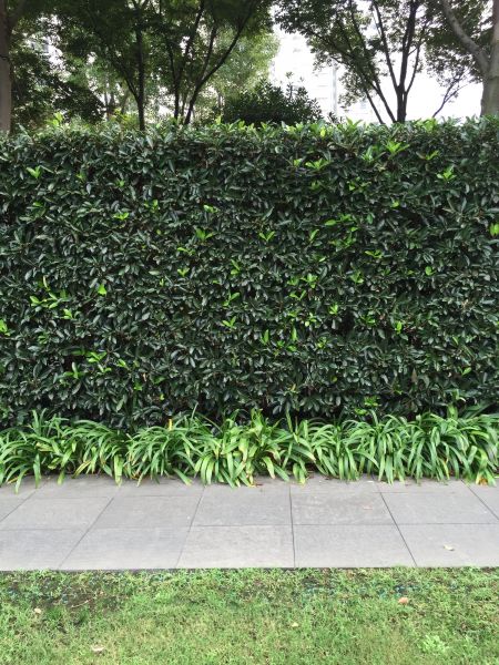 Privacy Shrub Planting in Greenville